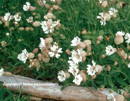 Silene uniflora, merikohokki